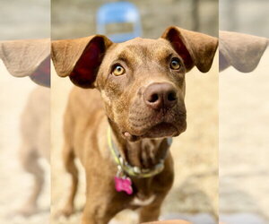 Catahoula Leopard Dog-Unknown Mix Dogs for adoption in West Cornwall, CT, USA