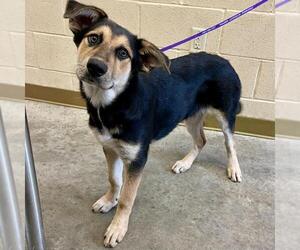 German Shepherd Dog-Unknown Mix Dogs for adoption in Texas City, TX, USA