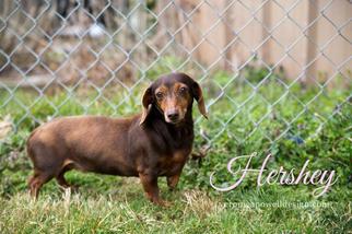 Dachshund Dogs for adoption in Kendallville, IN, USA
