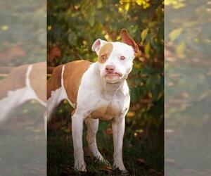 American Pit Bull Terrier Dogs for adoption in Belleville, IL, USA