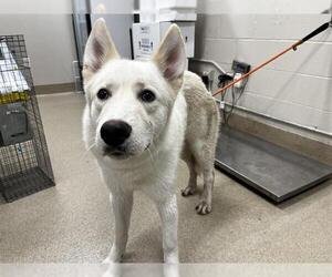 German Shepherd Dog-Unknown Mix Dogs for adoption in Grand Prairie, TX, USA