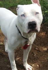 American Bulldog-Unknown Mix Dogs for adoption in Euless, TX, USA
