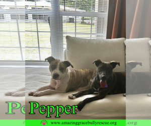 American Staffordshire Terrier-Unknown Mix Dogs for adoption in Pensacola, FL, USA