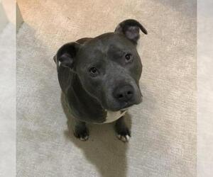 Staffordshire Bull Terrier Dogs for adoption in Bellevue, WA, USA