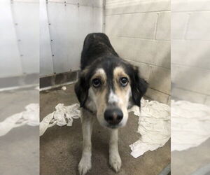 Siberian Husky-Unknown Mix Dogs for adoption in San Bernardino, CA, USA