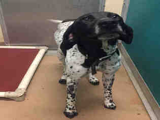 German Shorthaired Pointer Dogs for adoption in Texas City, TX, USA