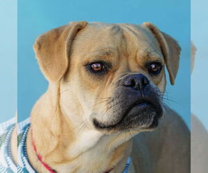 Pug-Unknown Mix Dogs for adoption in Pasadena, CA, USA