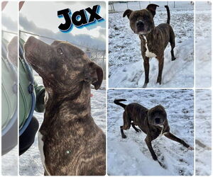 American Staffordshire Terrier Dogs for adoption in Pierceton , IN, USA