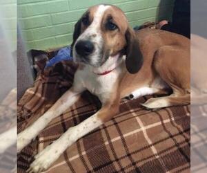 American Foxhound Dogs for adoption in Frankenmuth, MI, USA