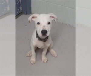 American Pit Bull Terrier-Unknown Mix Dogs for adoption in Augusta, GA, USA