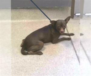 Chihuahua Dogs for adoption in Tallahassee, FL, USA