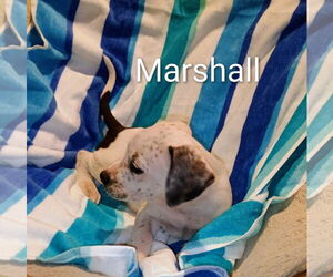 Labrador Retriever-Unknown Mix Dogs for adoption in The Woodlands, TX, USA