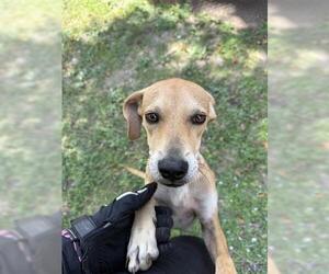 Labrador Retriever Dogs for adoption in Houston, TX, USA