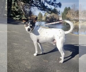 Rat Terrier Dogs for adoption in Atlanta, GA, USA