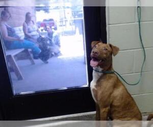 Shepradors Dogs for adoption in Tulsa, OK, USA