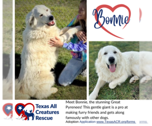 Medium Photo #1 Great Pyrenees Puppy For Sale in Lillian, TX, USA