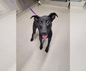 Labrador Retriever-Unknown Mix Dogs for adoption in Fairbanks, AK, USA