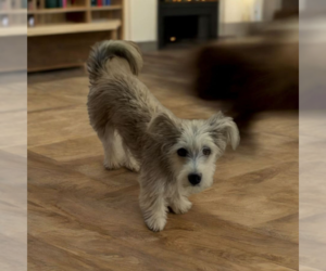 Mutt Dogs for adoption in Vail, AZ, USA