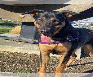 Doberman Pinscher-German Shepherd Dog Mix Dogs for adoption in Alameda, CA, USA