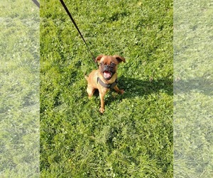 Brussels Griffon Dogs for adoption in St. Louis Park, MN, USA