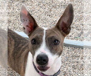 Mutt Dogs for adoption in Jefferson, WI, USA