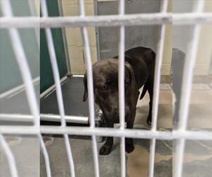 Labrador Retriever-Unknown Mix Dogs for adoption in Texas City, TX, USA