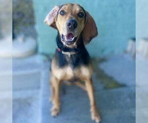 Black and Tan Coonhound-Labrador Retriever Mix Dogs for adoption in Roanoke, VA, USA