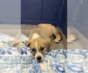 Mutt Dogs for adoption in Sterling, MA, USA