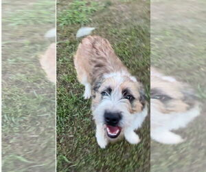 Collie Dogs for adoption in Harrison, AR, USA