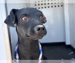 Chihuahua-Unknown Mix Dogs for adoption in Bakersfield, CA, USA