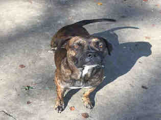 Medium Photo #1 Boxer-Unknown Mix Puppy For Sale in Fort Walton Beach, FL, USA