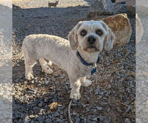 Poodle (Miniature)-Unknown Mix Dogs for adoption in Vail, AZ, USA