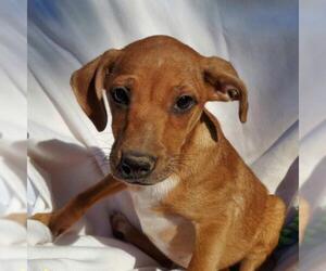 Doxle Dogs for adoption in Tuscaloosa, AL, USA