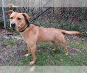 Labrador Retriever-Unknown Mix Dogs for adoption in Valrico, FL, USA