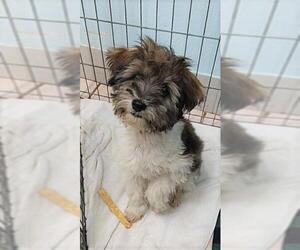 Shih Tzu Dogs for adoption in Lake Forest, CA, USA