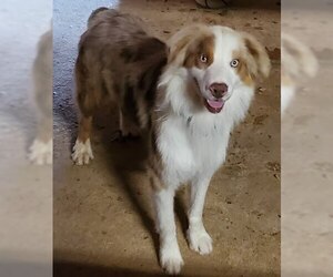Australian Shepherd Dogs for adoption in Winter Park, CO, USA