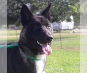 Akita Dogs for adoption in Von Ormy, TX, USA
