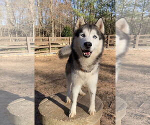 Siberian Husky Dogs for adoption in Cumming, GA, USA