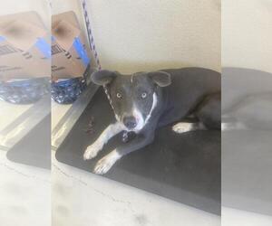 American Pit Bull Terrier-Basset Hound Mix Dogs for adoption in Santa Cruz, CA, USA