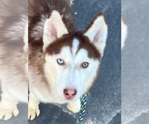 Siberian Husky Dogs for adoption in Tarboro, NC, USA