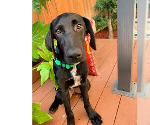 Lab-Pointer Dogs for adoption in San Juan Capistrano, CA, USA