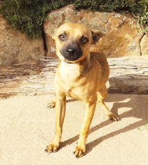 Miniature Pinscher Dogs for adoption in Albuquerque, NM, USA