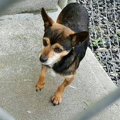 Chihuahua-Unknown Mix Dogs for adoption in Reedsport, OR, USA