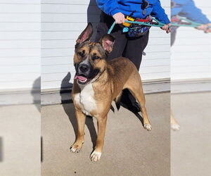 American Pit Bull Terrier-German Shepherd Dog Mix Dogs for adoption in Louisville, KY, USA
