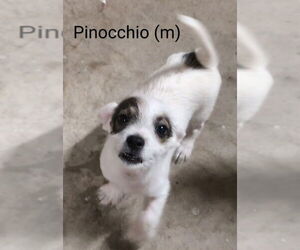 Chihuahua-Unknown Mix Dogs for adoption in San Bernardino, CA, USA