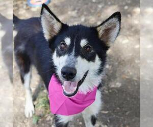 - Mix Dogs for adoption in San Antonio, TX, USA