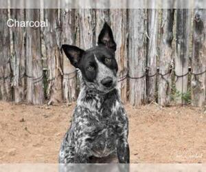 Australian Cattle Dog Dogs for adoption in Santa Fe, NM, USA
