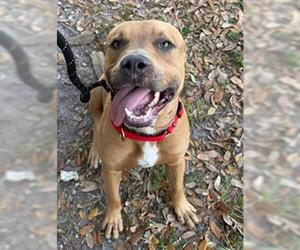 American Staffordshire Terrier Dogs for adoption in Fort Lauderdale, FL, USA