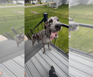 Great Dane Dogs for adoption in St. Louis Park, MN, USA