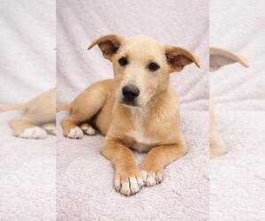 Labrenees Dogs for adoption in Rockwall, TX, USA